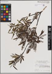 Foto von Salix eleagnos Scop.